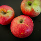 A trio of Fireside apples on a black surface. Picked in Nystrom Orchard in Worthington Minnesota.