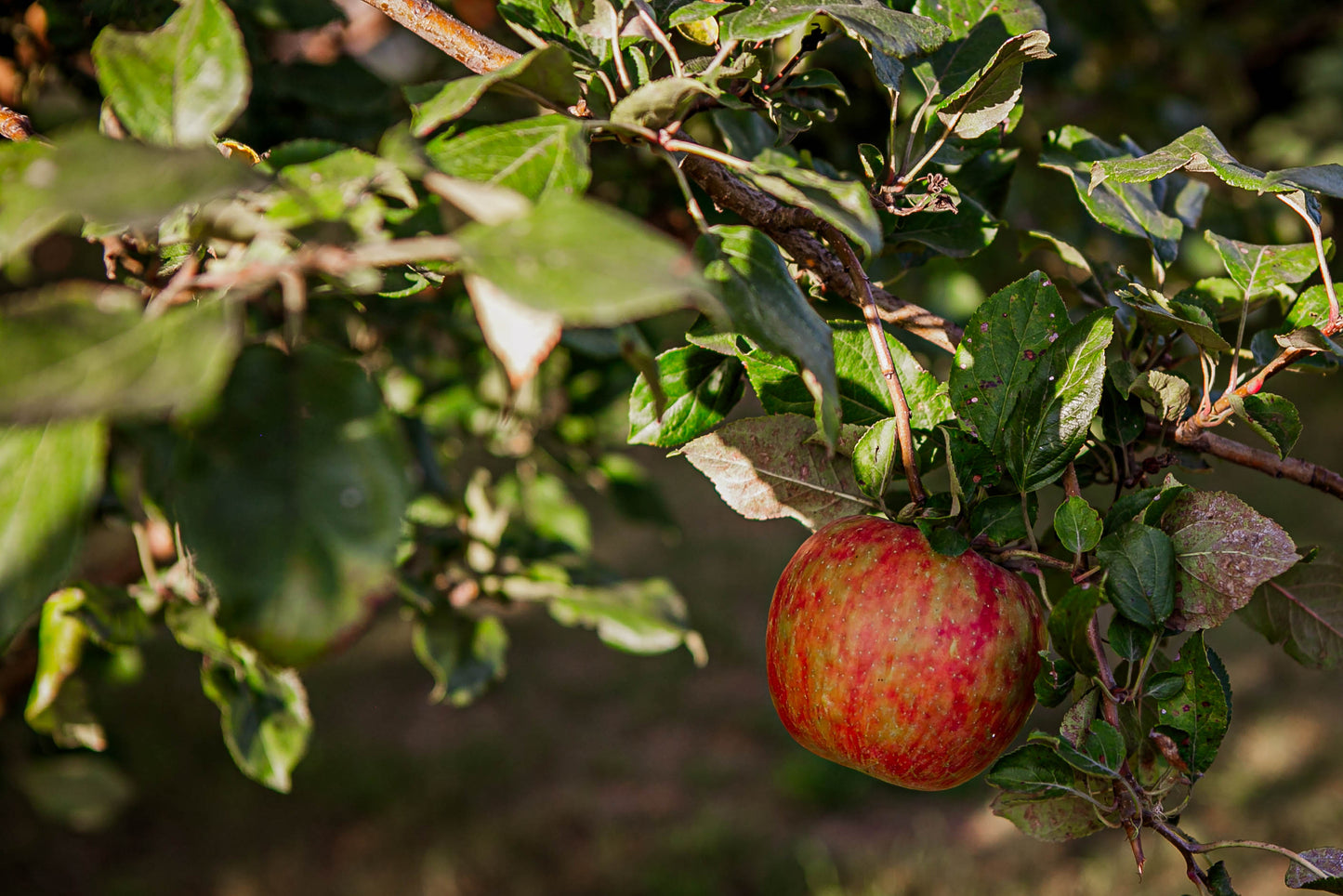 A single Cameo apple on a tree branch, surrounded by green leaves. Grown in Nystrom Orchard in Worthington Minnesota.