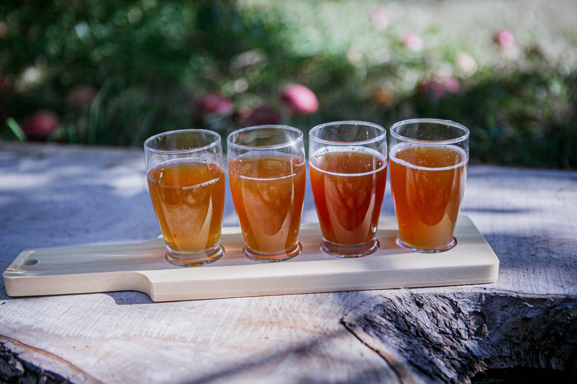 Cold pressed cider flight outside on a live edged table with blurry nature in the background. Pressed kitchen at Nystrom Orchard in Worthington Minnesota.