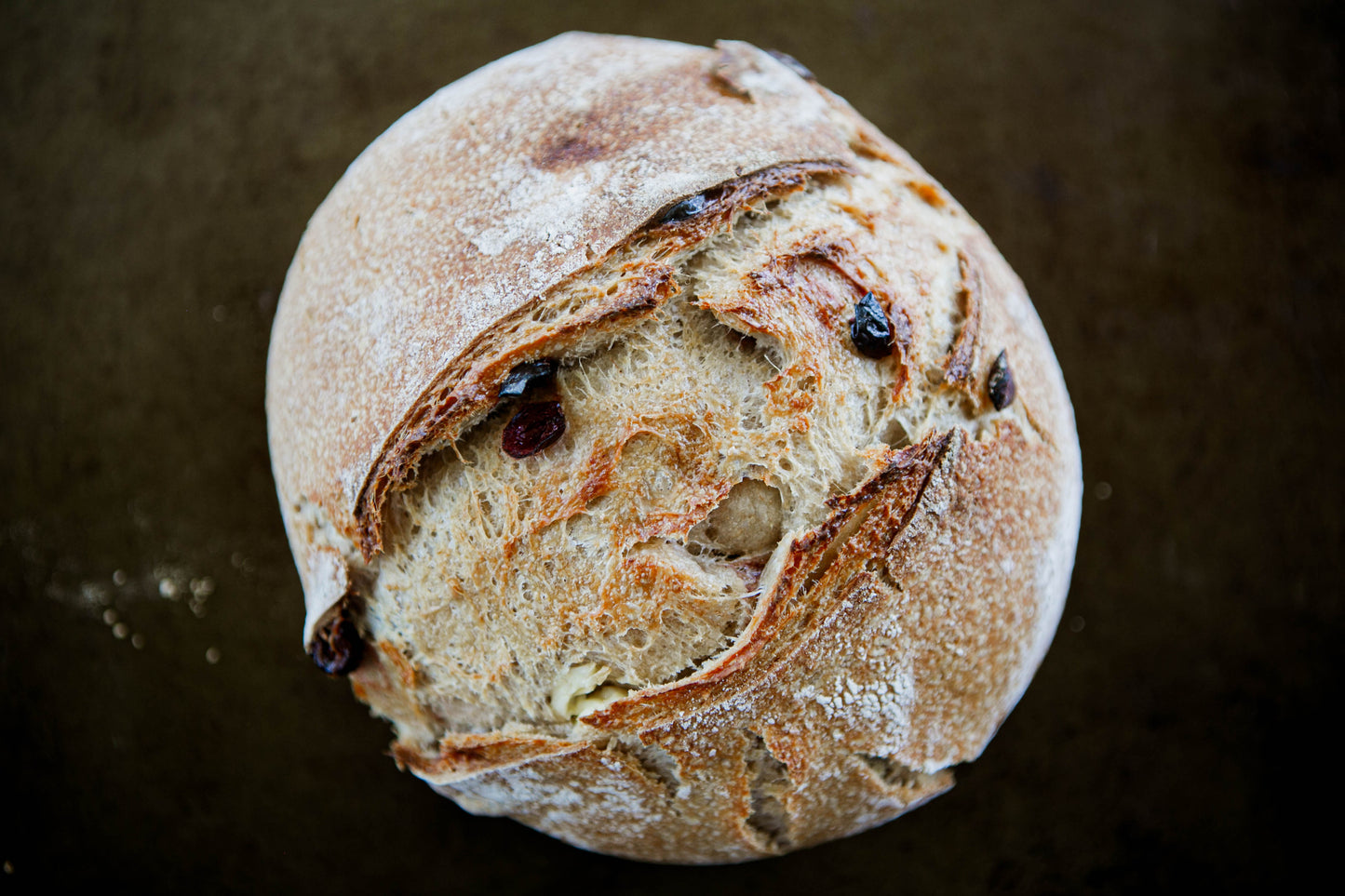 Rustic loaf of cranberry cream cheese sourdough bread loaf on a dark surface. Baked in the kitchen at Nystrom Orchard in Worthington Minnesota.