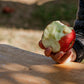 A hand holding a fireside apple that is being eaten outside in an orchard. Picked in Nystrom Orchard in Worthington Minnesota.