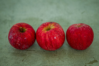 3 gala apples in a row on a concrete surface. Picked at Nystrom Orchard in Worthington Minnesota.