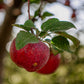Keepsake apples hanging in an apple tree. Growing in Nystrom Orchard in Worthington Minnesota.