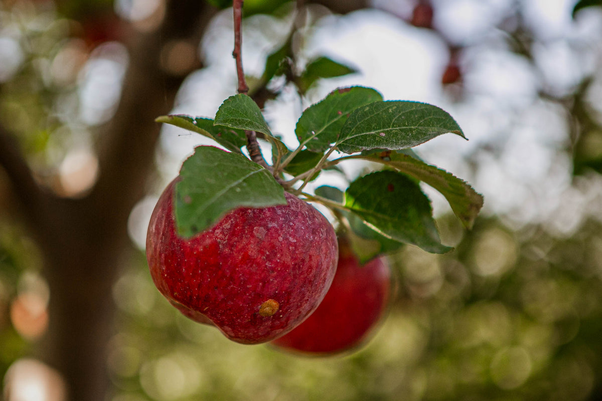 Keepsake apples hanging in an apple tree. Growing in Nystrom Orchard in Worthington Minnesota.