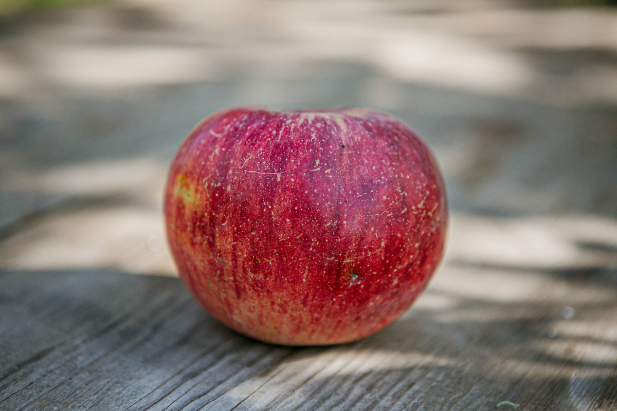 A keepsake apple setting on a sun dappled wooden surface. Picked in Nystrom Orchard in Worthington Minnesota.