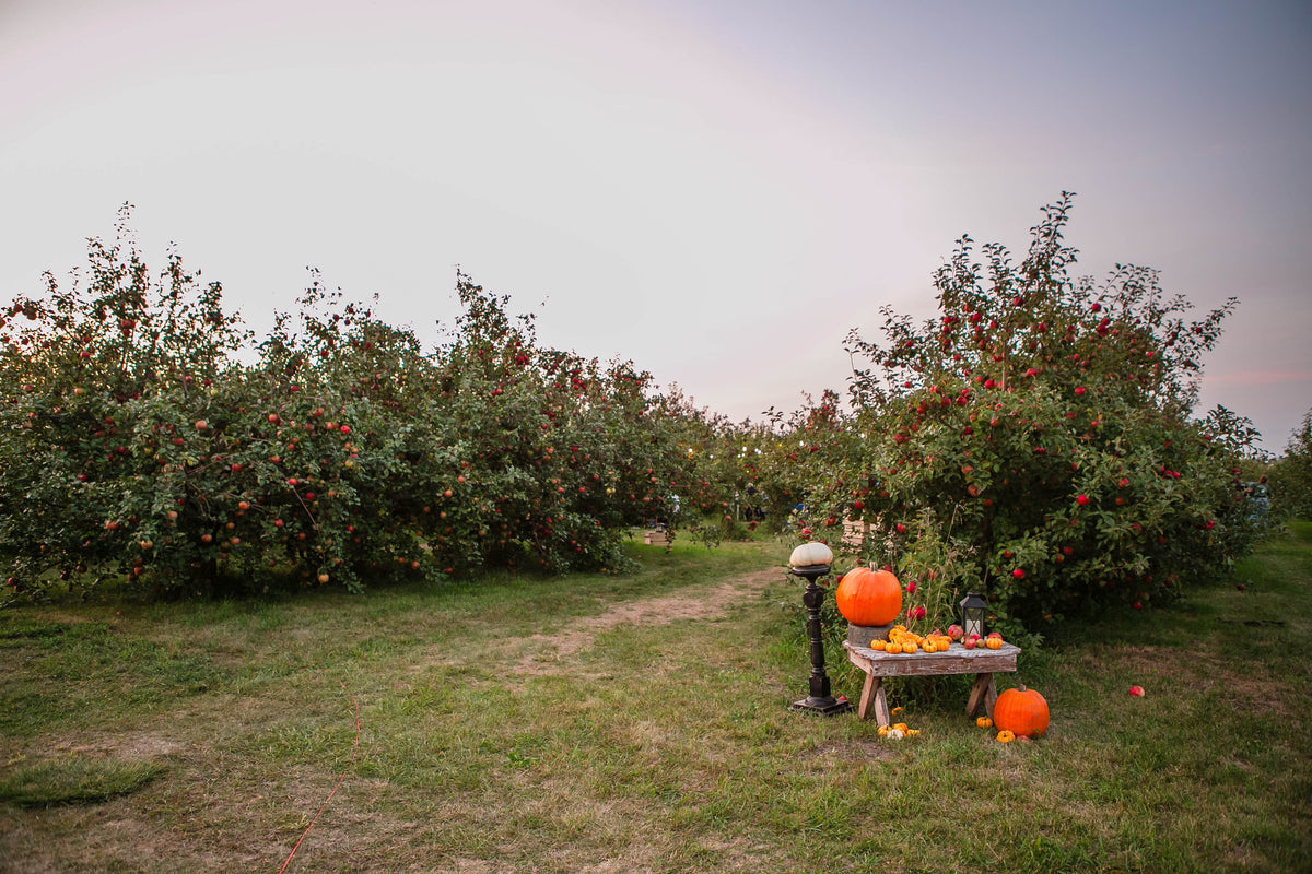 An orchard setting with ripe apples on the trees and pumpkins on the ground, indicating autumn harvest time. Event hosted at Nystrom Orchard in Worthington Minnesota