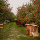 Orchard  set up with lights, tables and chairs for a tasting event. Event hosted by Nystrom Orchard in Worthington Minnesota.