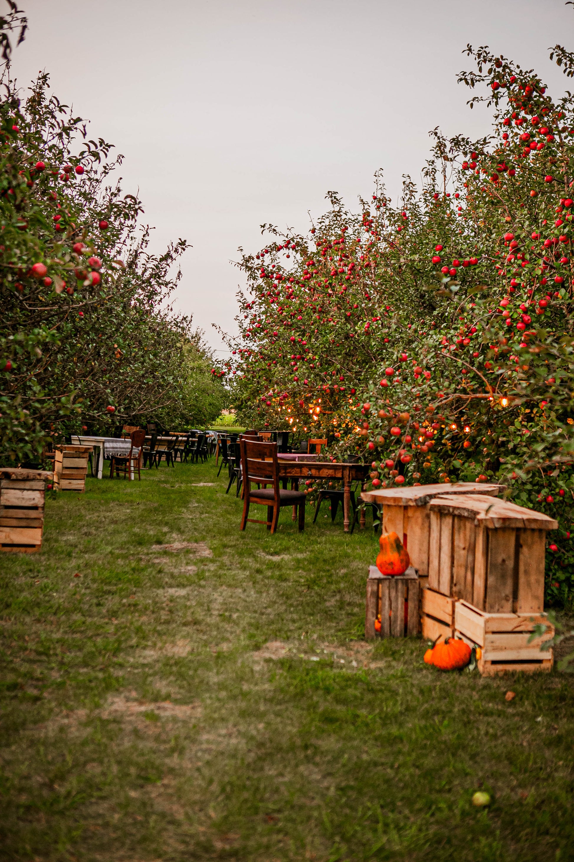 Orchard  set up with lights, tables and chairs for a tasting event. Event hosted by Nystrom Orchard in Worthington Minnesota.