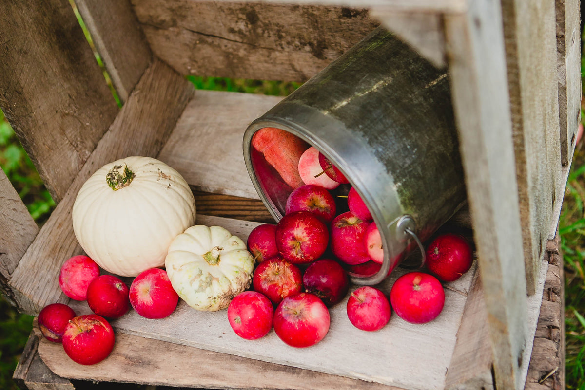 A selection of red crab apples displayed alongside a metal bucket, with a white pumpkin and apples in the background, all placed on a wooden crate. Sold by Nystrom Orchard in Worthington Minnesota.