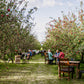 People sitting at tables and chairs between rows of trees in an apple orchard. Event hosted by Nystrom Orchard in Worthington Minnesota.