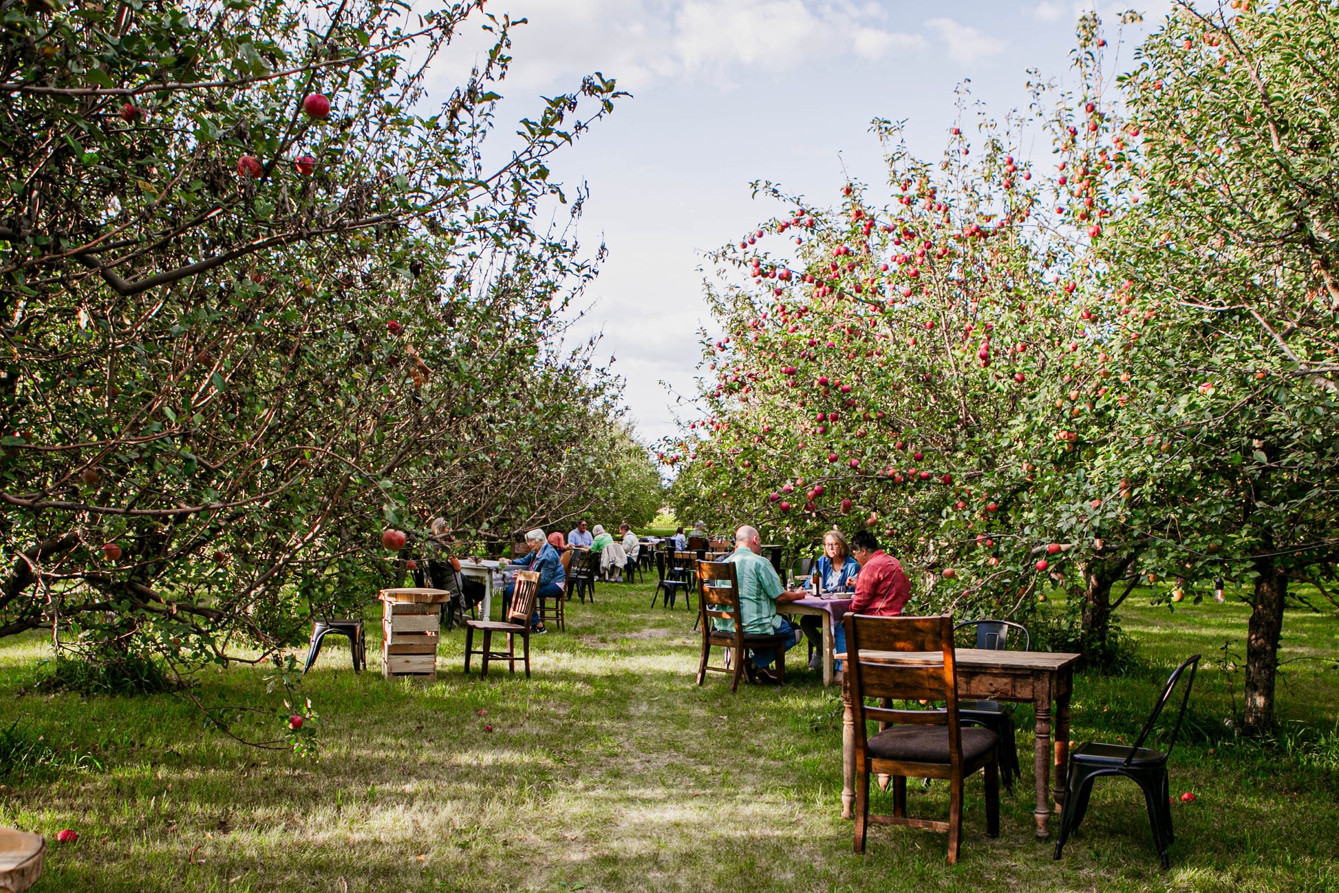 People sitting at tables and chairs between rows of trees in an apple orchard. Event hosted by Nystrom Orchard in Worthington Minnesota.