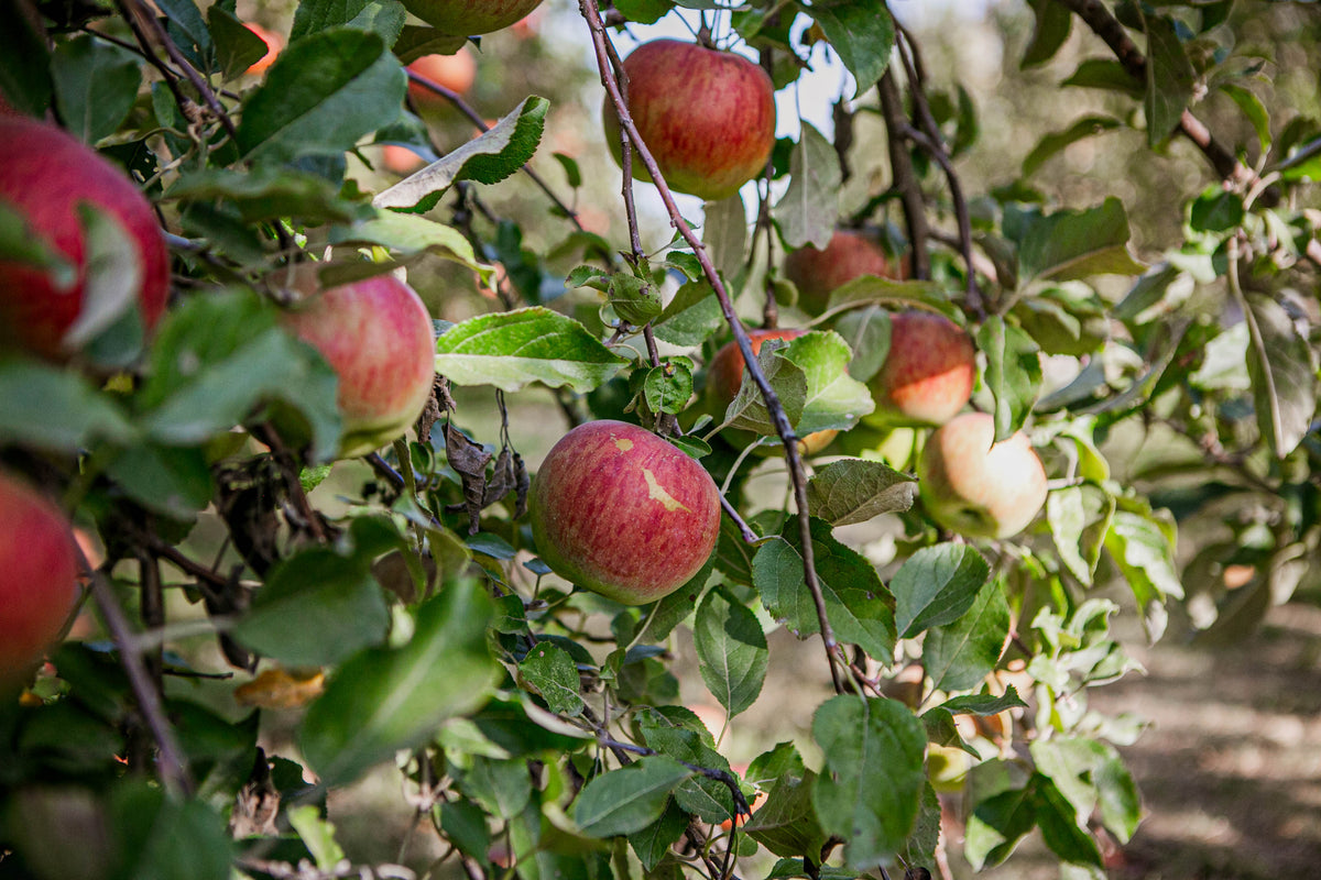 A tree loaded with fireside apples in an orchard. Grown by Nystrom Orchard in Worthington Minnesota.