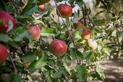 A tree loaded with fireside apples in an orchard. Grown by Nystrom Orchard in Worthington Minnesota.