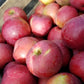 A close-up of a crate of fireside apples. Picked in Nystrom Orchard in Worthington Minnesota.