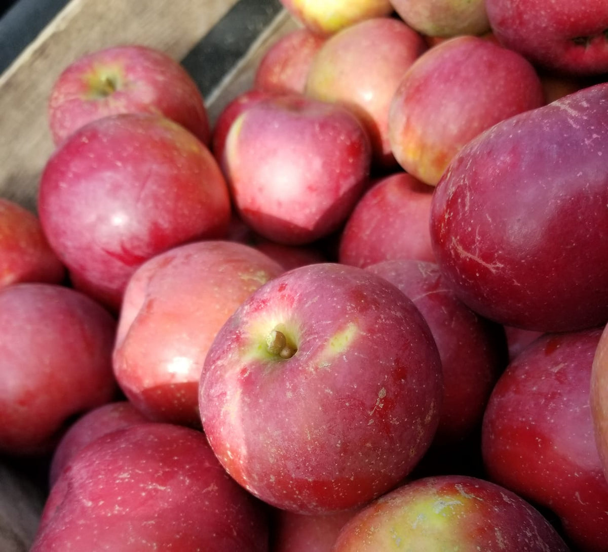 A close-up of a crate of fireside apples. Picked in Nystrom Orchard in Worthington Minnesota.