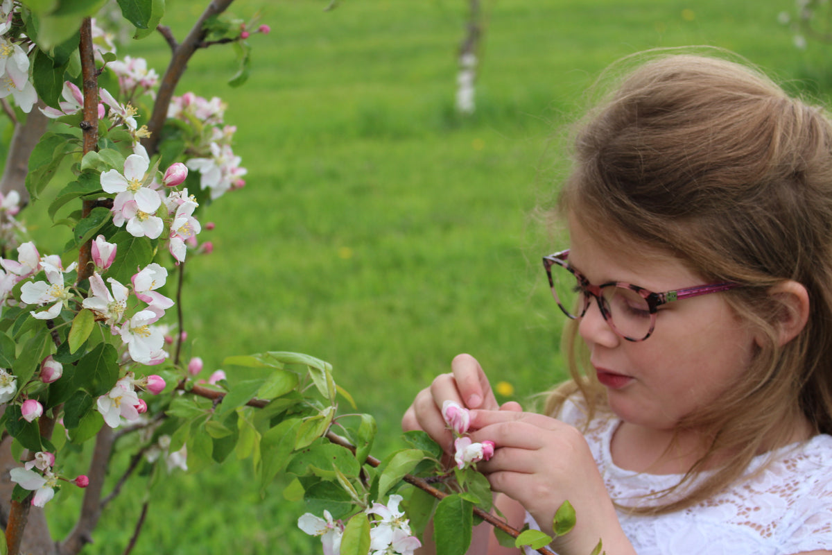 Girl standing in the orchard examining the buds on an apple tree with green grass behind. Trees in Nystrom Orchard in Worthington Minnesota.
