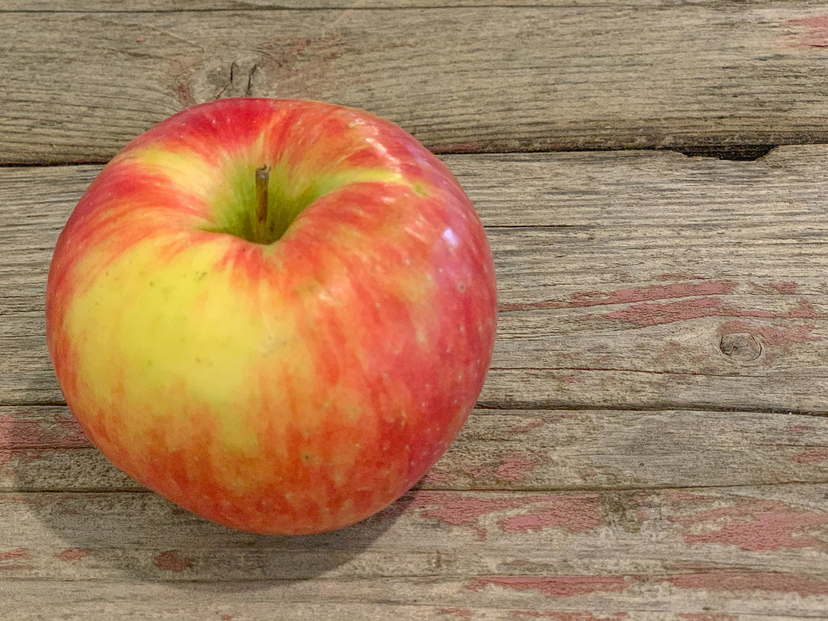 A single Honeycrisp apple placed on a wooden surface. Picked at Nystrom Orchard in Worthington Minnesota.