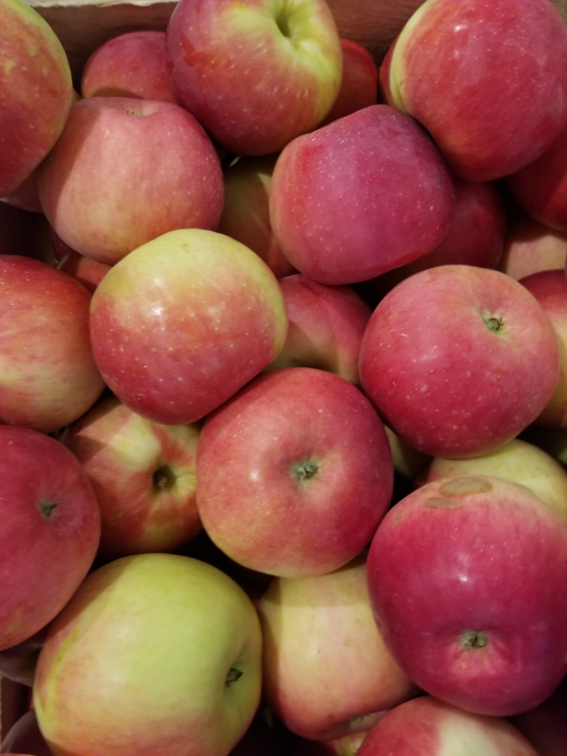 Zestar Apples Orchard – Nystrom