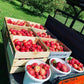 Wooden crates and white buckets filled with red apples, placed on a vehicle with 'DIESEL' visible on the back in the orchard. Picked in Nystrom Orchard in Worthington Minnesota.