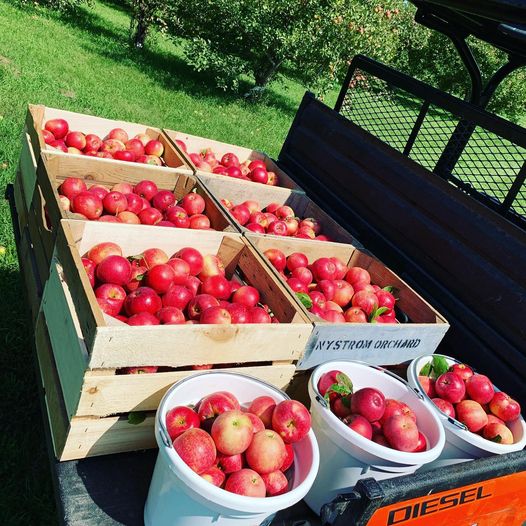 Wooden crates and white buckets filled with red apples, placed on a vehicle with 'DIESEL' visible on the back in the orchard. Picked in Nystrom Orchard in Worthington Minnesota.